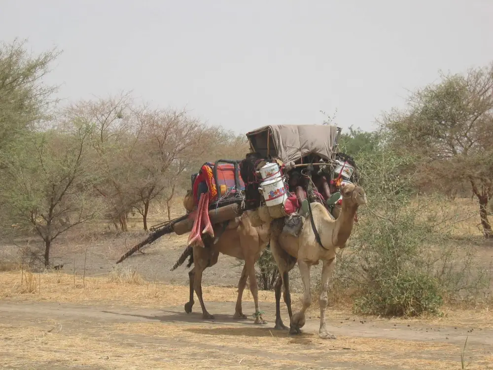 Livraison d'un écran Hallucine au Tchad, aventure logistique avec des chameaux